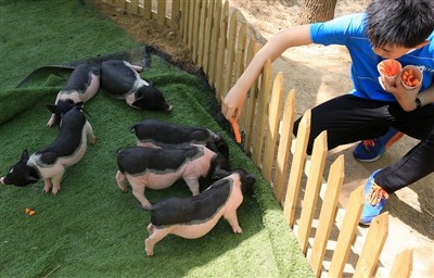 Kisa w ta fè si kochon Gine ta gen kou chalè